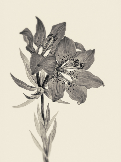 Vintage Botanical Illustration Decorative Lily Floral Art Printable Wall Decor